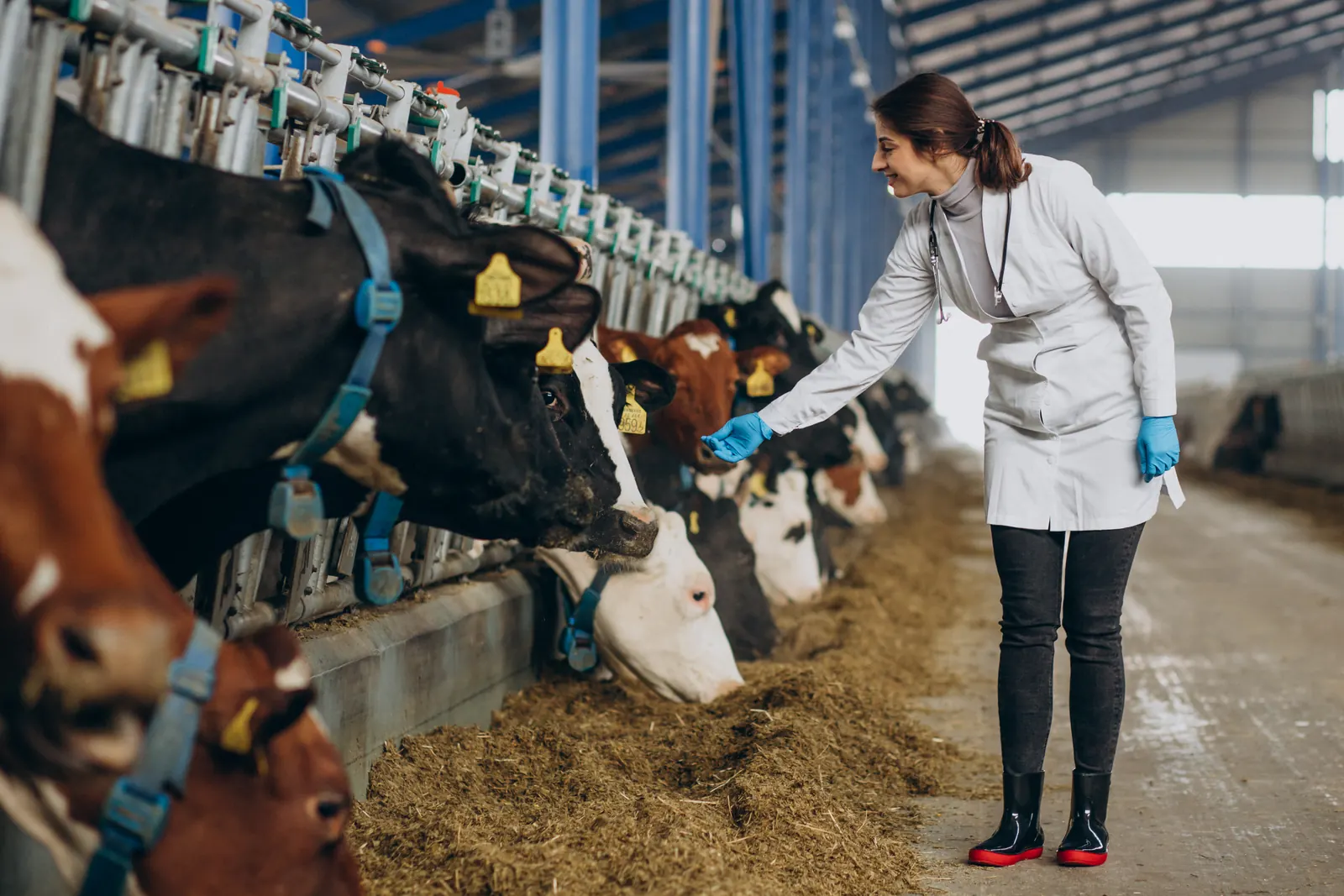 Bien-être animal : quels équipements font vraiment la différence ?