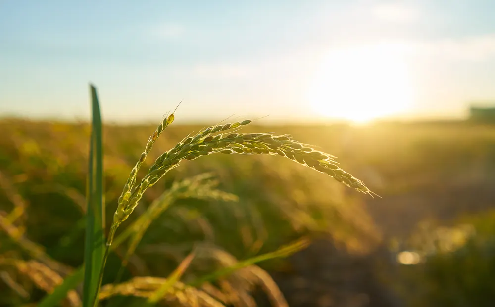 Optimiser la gestion du stockage dans vos exploitations agricoles